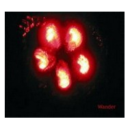 Wander - Beequeen [CD]